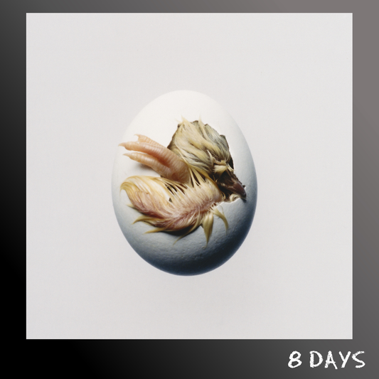 Shygirl - SWALLOW - CD | Pre-Order 6.11.26