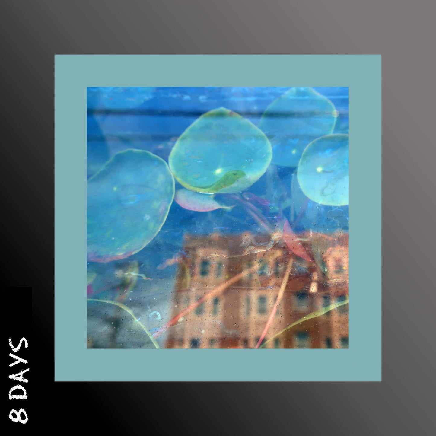 The Reds, Pinks and Purples - Acknowledge Kindness - CD - Pre Order 24/4/26